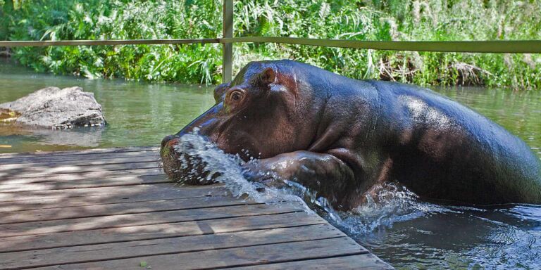 Jessica the hippo